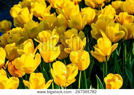 Beautiful Yellow Tulips In Sunny Weather In Holland.