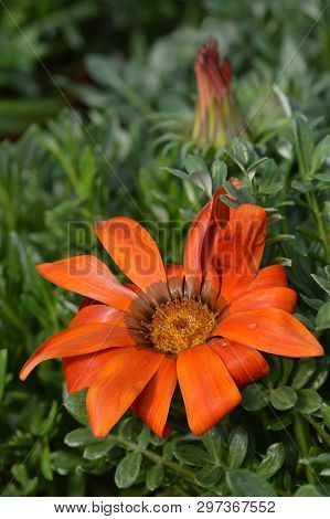 Treasure Flower Gazoo Series - Latin Name - Gazania Rigens Gazoo