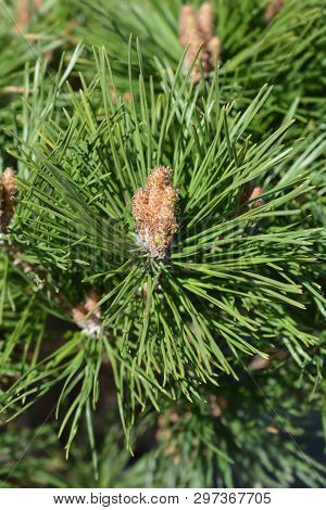 Dwarf Austrian Pine Pierrick Bregeon - Latin Name - Pinus  Brepo Pierrick Bregeon