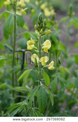 False Lupine - Latin Name - Thermopsis Lanceolata