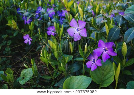 Contrast Closeup Of Colorful Set Of Several Minor Perwinkle Spring Flowers Among Green Grass. Shadow