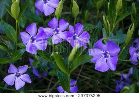 Contrast Closeup Of Colorful Set Of Several Minor Perwinkle Spring Flowers Among Green Grass. Shadow