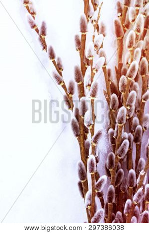 Branches Of Full-blown Gray Willow Along The Edge, Space For Text Is Provided