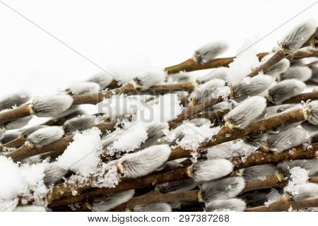 Sprigs Of Fluffy Gray Willow Cut And Lie On Snow