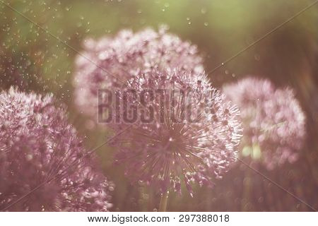 Close Up Photo Of An Alium Gigantium Flower Head With Dandelion Flower Structure Wit Water Drops. Ma