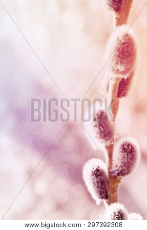 Sprig Of Fluffy Willow On A Light Gray Background, The Concept Of Religious Easter