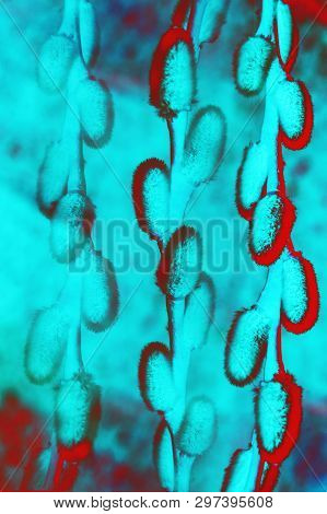 Soft Focus Sprig Of Fluffy Willows On A Light Pastel Background, The Concept Of Religious Easter