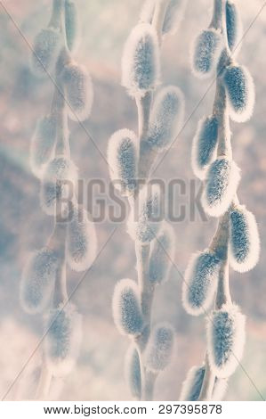 Soft Focus Sprig Of Fluffy Willows On A Light Pastel Background, The Concept Of Religious Easter