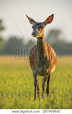 Red Deer, Cervus Elaphus, Hind In Summer At Sunset.