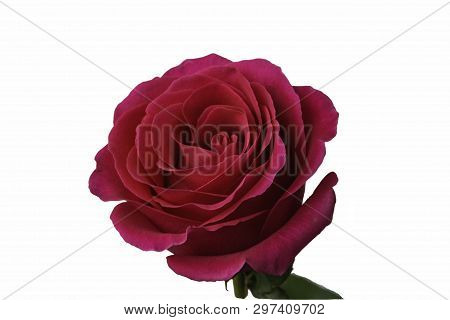Beautiful Red Rose, Isolated Object On White Background