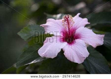A Pink Hibiscus Flower With Green Leaves.