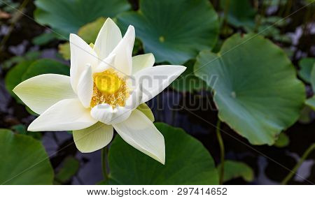 A Close Up Of A White Sea Rose With A Yellow Center And Green Leafs In The Background.