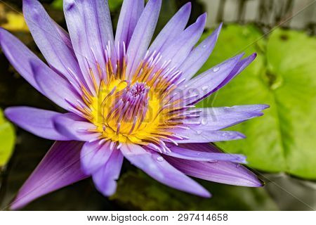 A Close Up Of A Purple Sea Rose With Yellow Center And Drops Of Water On The Leaves.