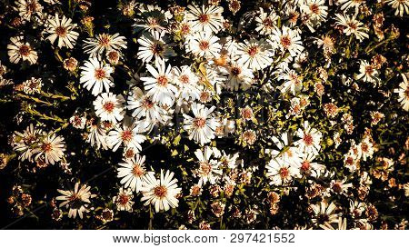 Gerbera Flowers As Nature Background. Daisy Gerbera Flowers, Summer Nature.