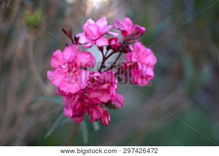 Beautiful Pink Flowers With Blurred Green Background