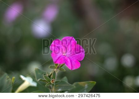 Beautiful Pink Flowers With Blurred Green Background