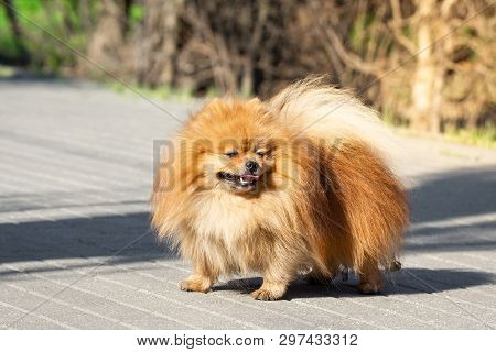Cute Dog Spitz On Nature
