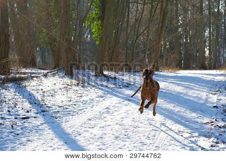 Rhodesian ridgeback kører