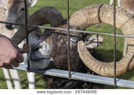 Man Feeds A Goat Through The Cage With Bread