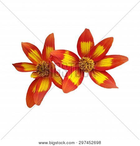 Head Of Margerite Flower Isolated On White Background