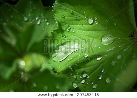 Waterdrops On Lady's Mantel Leaf