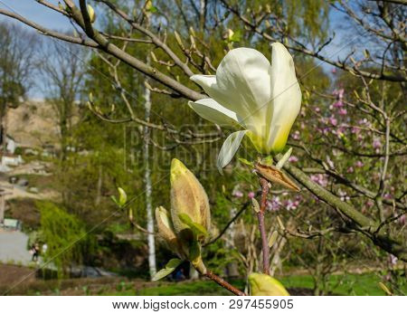 Magnolia Denudata 