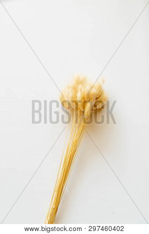 Lagurus / Yellow Bunny(rabbit) Tail Grass,lagers Dry Flower Bouquet Isolated On White Background,cli