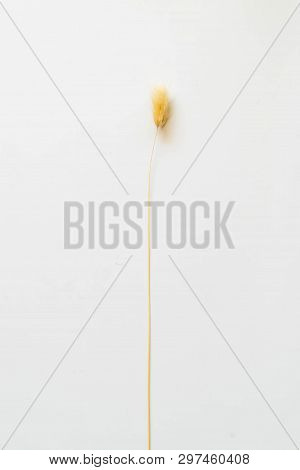 Lagurus / Yellow Bunny(rabbit) Tail Grass,lagers Dry Flower Bouquet Isolated On White Background,cli