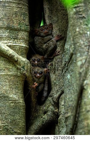 Family Of Spectral Tarsiers, Tarsius Spectrum, Portrait Of Rare Endemic Nocturnal Mammals, Small Cut