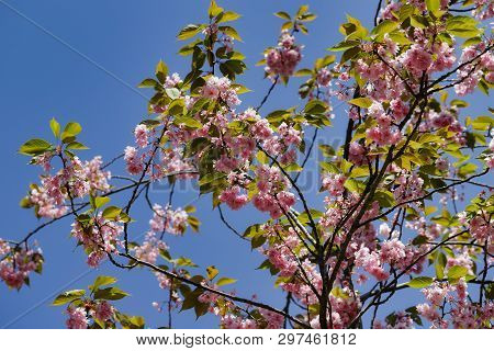 Blossoming Of Almond Tree Prunus Dulcis In The Spring Garden. Macro Photography Of Nature.