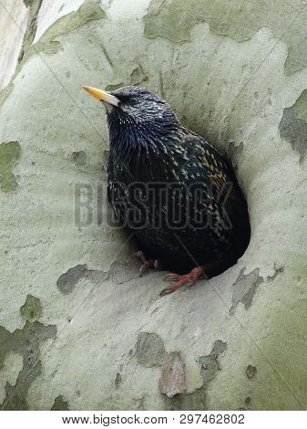 A Thrush Coming Out Fo It's Nest