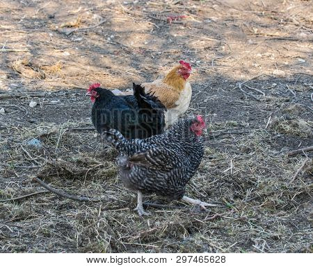 Beautiful Grey Hens On Barnyard. Poultry Farm. Gray Chicken Walkinng In A Farm Garden.