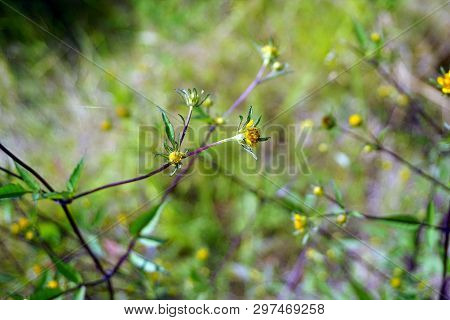 Devils Beggarticks (bidens Frondosa) Bloom In Joliet, Illinois During September.