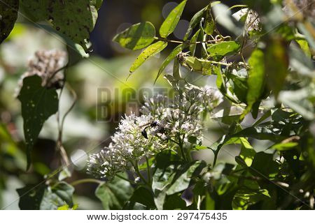 Potter Wasp (eumenes Fraternus) On A Pretty, Yellow Flower In A Field