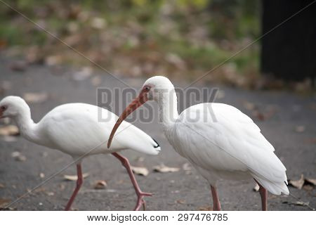 White Ibises (eudocimus Albus) On A Cement Walkway