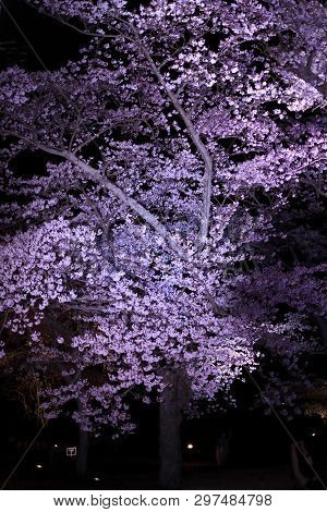 Cherry Blossoms In Sakura No Sato, Izu, Shizuoka, Japan (night Scene)