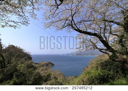 Cherry Blossoms And Dogashima, Izu, Shizuoka, Japan