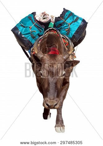 Brown Yak (bos Grunniens Or Bos Mutus) Isolated On White Background
