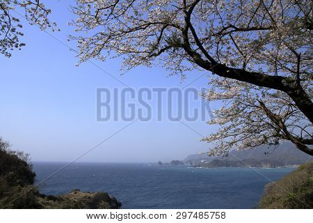 Cherry Blossoms And Dogashima, Izu, Shizuoka, Japan