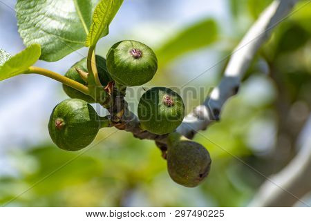 Unripe Green Figs Fruits Riping On Fig Tree