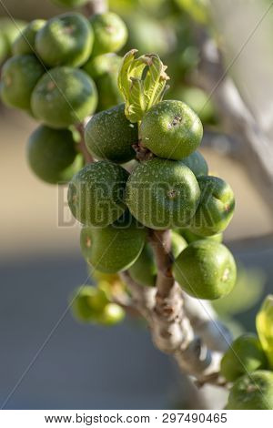 Unripe Green Figs Fruits Riping On Fig Tree