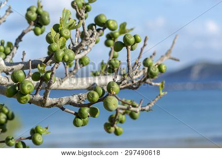 Unripe Green Figs Fruits Riping On Fig Tree