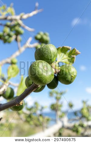 Unripe Green Figs Fruits Riping On Fig Tree