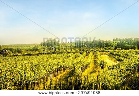 Scenic Vineyard Hills In Late Summer At Sunset