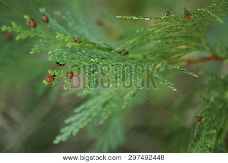 Lady Bug Frenzy On A California Fern