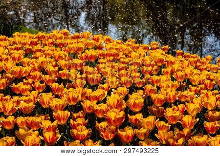 Beautiful Orange Tulips In Sunny Weather In Holland.