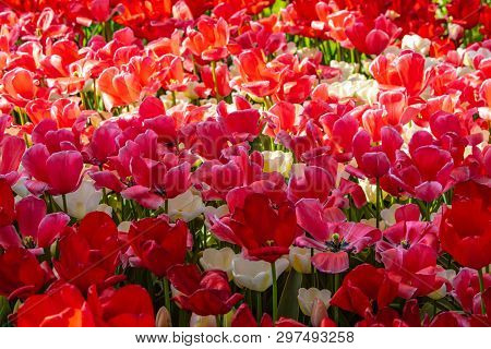 Beautiful Red And Pink Tulips In Sunny Weather In Holland.