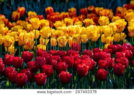 Beautiful Red, Yellow And Orange Tulips In Sunny Weather In Holland.