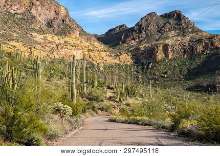 Organ Pipe Cactus And Saguaro Cacti Grow Together In Harmony Along Ajo Mountain Drive In Arizona In 