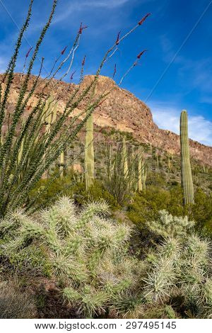 Cholla Cactus, Ocotillo Plants And Saguaro Cactus Grow Together Along Ajo Mountain Drive In Arizona 